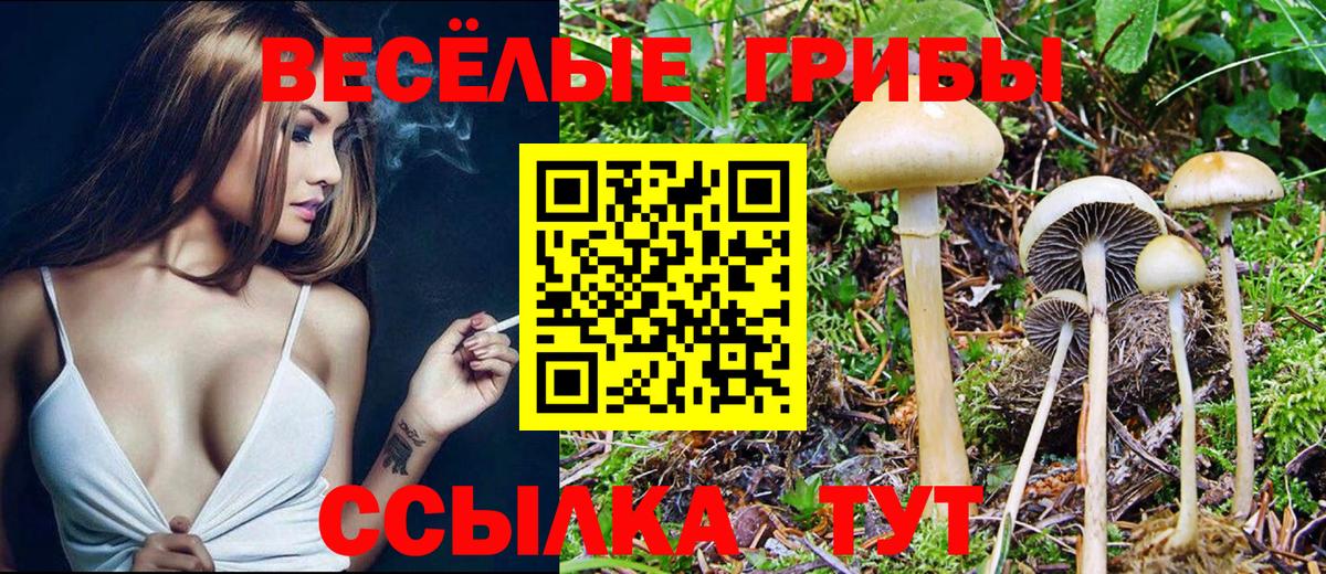 Новороссийск  Псилоцибиновые грибы Psilocybe  Вход с VPN 